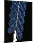 Deep Sea Siphonophore, Hydrozoan Cnidarian, 2503 Ft, Gulf of Maine-David Shale-Mounted Photographic Print