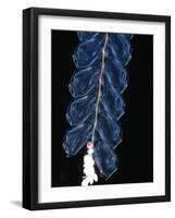 Deep Sea Siphonophore, Hydrozoan Cnidarian, 2503 Ft, Gulf of Maine-David Shale-Framed Photographic Print