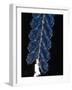 Deep Sea Siphonophore, Hydrozoan Cnidarian, 2503 Ft, Gulf of Maine-David Shale-Framed Photographic Print