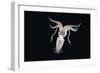 Deep Sea Squid Histioteuthis from Night-Time Rmt8 Frm Between 188 and 507M-David Shale-Framed Photographic Print