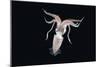 Deep Sea Squid Histioteuthis from Night-Time Rmt8 Frm Between 188 and 507M-David Shale-Mounted Photographic Print