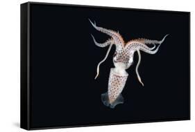 Deep Sea Squid Histioteuthis from Night-Time Rmt8 Frm Between 188 and 507M-David Shale-Framed Stretched Canvas