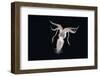 Deep Sea Squid Histioteuthis from Night-Time Rmt8 Frm Between 188 and 507M-David Shale-Framed Photographic Print