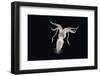 Deep Sea Squid Histioteuthis from Night-Time Rmt8 Frm Between 188 and 507M-David Shale-Framed Photographic Print