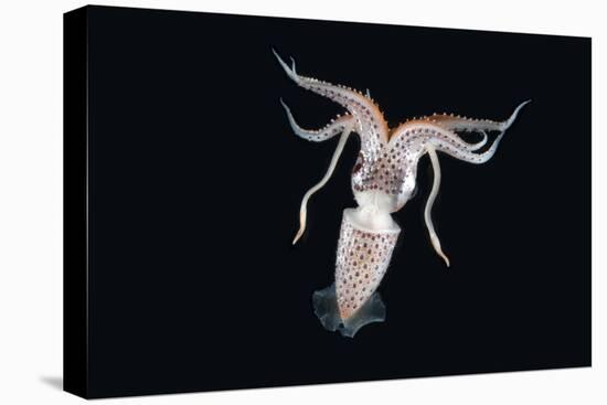 Deep Sea Squid Histioteuthis from Night-Time Rmt8 Frm Between 188 and 507M-David Shale-Stretched Canvas