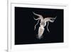 Deep Sea Squid Histioteuthis from Night-Time Rmt8 Frm Between 188 and 507M-David Shale-Framed Photographic Print