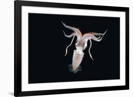 Deep Sea Squid Histioteuthis from Night-Time Rmt8 Frm Between 188 and 507M-David Shale-Framed Photographic Print