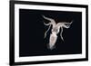 Deep Sea Squid Histioteuthis from Night-Time Rmt8 Frm Between 188 and 507M-David Shale-Framed Photographic Print