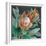 Deep Tropical Protea Crop-Danhui Nai-Framed Art Print