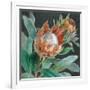 Deep Tropical Protea Crop-Danhui Nai-Framed Art Print