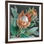 Deep Tropical Protea Crop-Danhui Nai-Framed Art Print