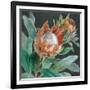 Deep Tropical Protea Crop-Danhui Nai-Framed Art Print