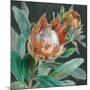 Deep Tropical Protea Crop-Danhui Nai-Mounted Art Print