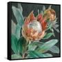 Deep Tropical Protea Crop-Danhui Nai-Framed Stretched Canvas