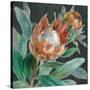 Deep Tropical Protea Crop-Danhui Nai-Stretched Canvas