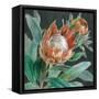 Deep Tropical Protea Crop-Danhui Nai-Framed Stretched Canvas