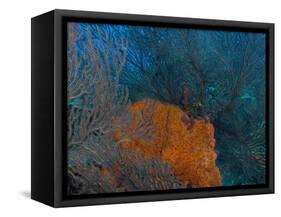 Deep Water Sea Fan and Encrusting Orange Sponge, Hol Chan Marine Preserve, Barrier Reef, Belize-Stuart Westmoreland-Framed Stretched Canvas