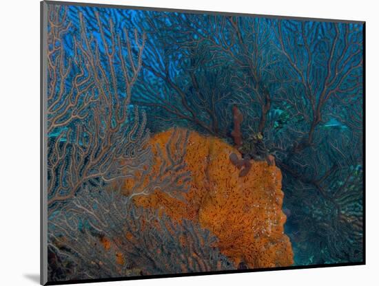 Deep Water Sea Fan and Encrusting Orange Sponge, Hol Chan Marine Preserve, Barrier Reef, Belize-Stuart Westmoreland-Mounted Photographic Print