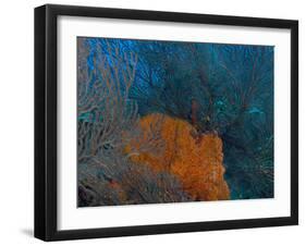 Deep Water Sea Fan and Encrusting Orange Sponge, Hol Chan Marine Preserve, Barrier Reef, Belize-Stuart Westmoreland-Framed Photographic Print