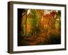 Deep Woods-J.D. Mcfarlan-Framed Photographic Print