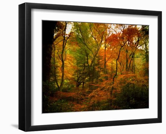 Deep Woods-J.D. Mcfarlan-Framed Photographic Print