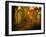 Deep Woods-J.D. Mcfarlan-Framed Photographic Print