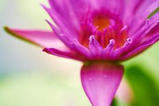 Macro Image of a Beautiful Flower-Deepak Jalna Oomnarayanan-Stretched Canvas