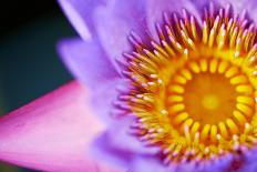 Macro Image of a Beautiful Flower-Deepak Jalna Oomnarayanan-Stretched Canvas