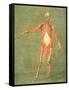 Deeper Muscular System of the Front of the Body-Arnauld Eloi Gautier D'agoty-Framed Stretched Canvas