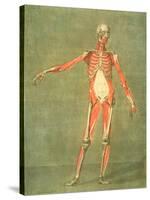 Deeper Muscular System of the Front of the Body-Arnauld Eloi Gautier D'agoty-Stretched Canvas