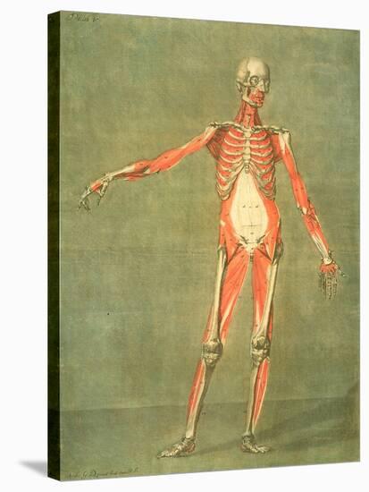 Deeper Muscular System of the Front of the Body-Arnauld Eloi Gautier D'agoty-Stretched Canvas