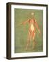 Deeper Muscular System of the Front of the Body-Arnauld Eloi Gautier D'agoty-Framed Giclee Print