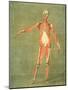 Deeper Muscular System of the Front of the Body-Arnauld Eloi Gautier D'agoty-Mounted Giclee Print