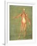 Deeper Muscular System of the Front of the Body-Arnauld Eloi Gautier D'agoty-Framed Giclee Print