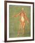 Deeper Muscular System of the Front of the Body-Arnauld Eloi Gautier D'agoty-Framed Giclee Print