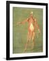 Deeper Muscular System of the Front of the Body-Arnauld Eloi Gautier D'agoty-Framed Giclee Print