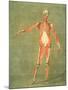 Deeper Muscular System of the Front of the Body-Arnauld Eloi Gautier D'agoty-Mounted Giclee Print