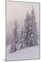 Deeply Snow-Covered Trees, Salzburg, Austria-Rainer Mirau-Mounted Photographic Print