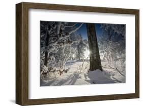 Deeply Snow-Covered Winter Scenery with Bright Sunshine, Saxony, Germany-Falk Hermann-Framed Photographic Print