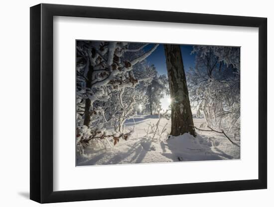 Deeply Snow-Covered Winter Scenery with Bright Sunshine, Saxony, Germany-Falk Hermann-Framed Photographic Print