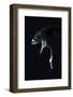 Deepsea Dragonfish (Eustomias Monodactylus) With Bioluminescent Lure-David Shale-Framed Photographic Print