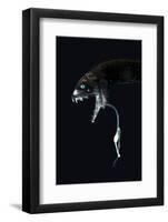 Deepsea Dragonfish (Eustomias Monodactylus) With Bioluminescent Lure-David Shale-Framed Photographic Print