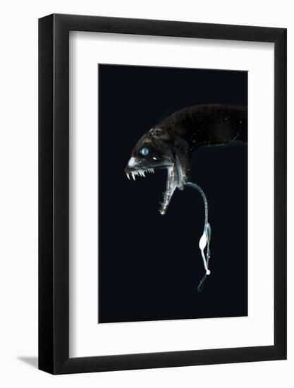 Deepsea Dragonfish (Eustomias Monodactylus) With Bioluminescent Lure-David Shale-Framed Photographic Print