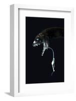 Deepsea Dragonfish (Eustomias Monodactylus) With Bioluminescent Lure-David Shale-Framed Photographic Print