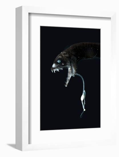 Deepsea Dragonfish (Eustomias Monodactylus) With Bioluminescent Lure-David Shale-Framed Photographic Print