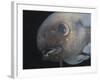 Deepsea Fish {Paraliparis Sp.), Deep Sea Atlantic Ocean-David Shale-Framed Photographic Print