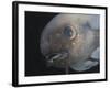 Deepsea Fish {Paraliparis Sp.), Deep Sea Atlantic Ocean-David Shale-Framed Photographic Print