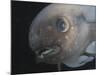 Deepsea Fish {Paraliparis Sp.), Deep Sea Atlantic Ocean-David Shale-Mounted Photographic Print