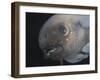 Deepsea Fish {Paraliparis Sp.), Deep Sea Atlantic Ocean-David Shale-Framed Photographic Print