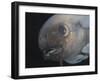 Deepsea Fish {Paraliparis Sp.), Deep Sea Atlantic Ocean-David Shale-Framed Photographic Print